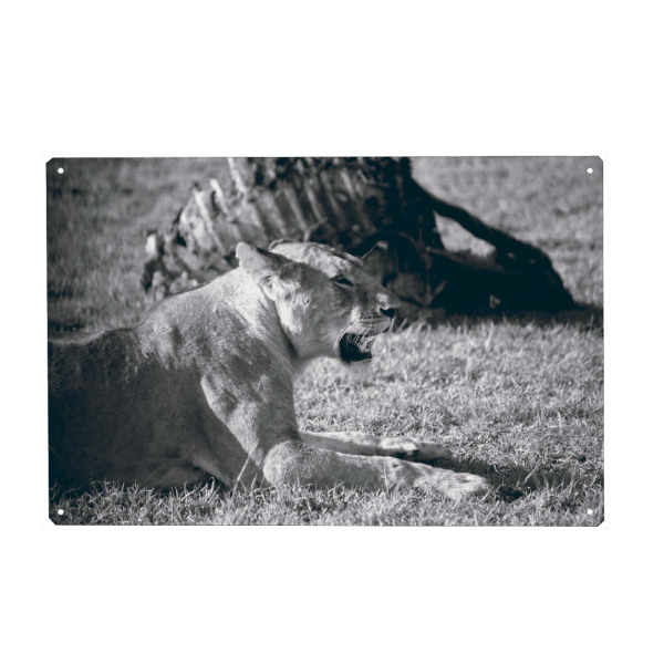 Metall Poster "Lioness Black and White" artboxONE - Natur,Reise,Tiere,Reise / Afrika