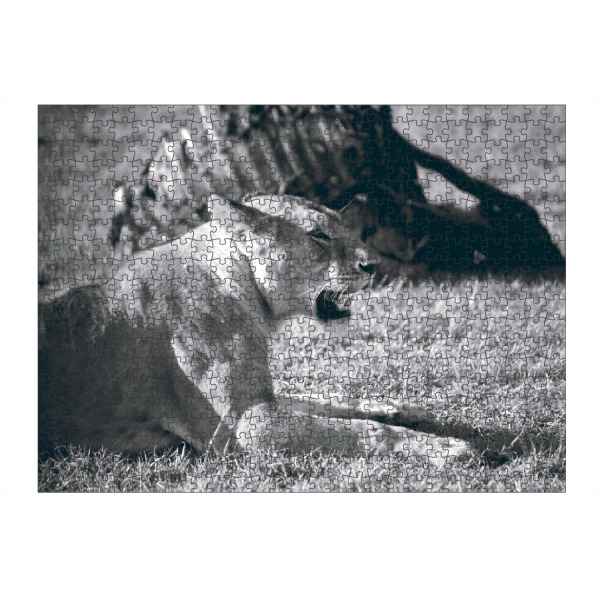 artboxONE Puzzle "Lioness Black and White" artboxONE - Natur,Reise,Tiere,Reise / Afrika