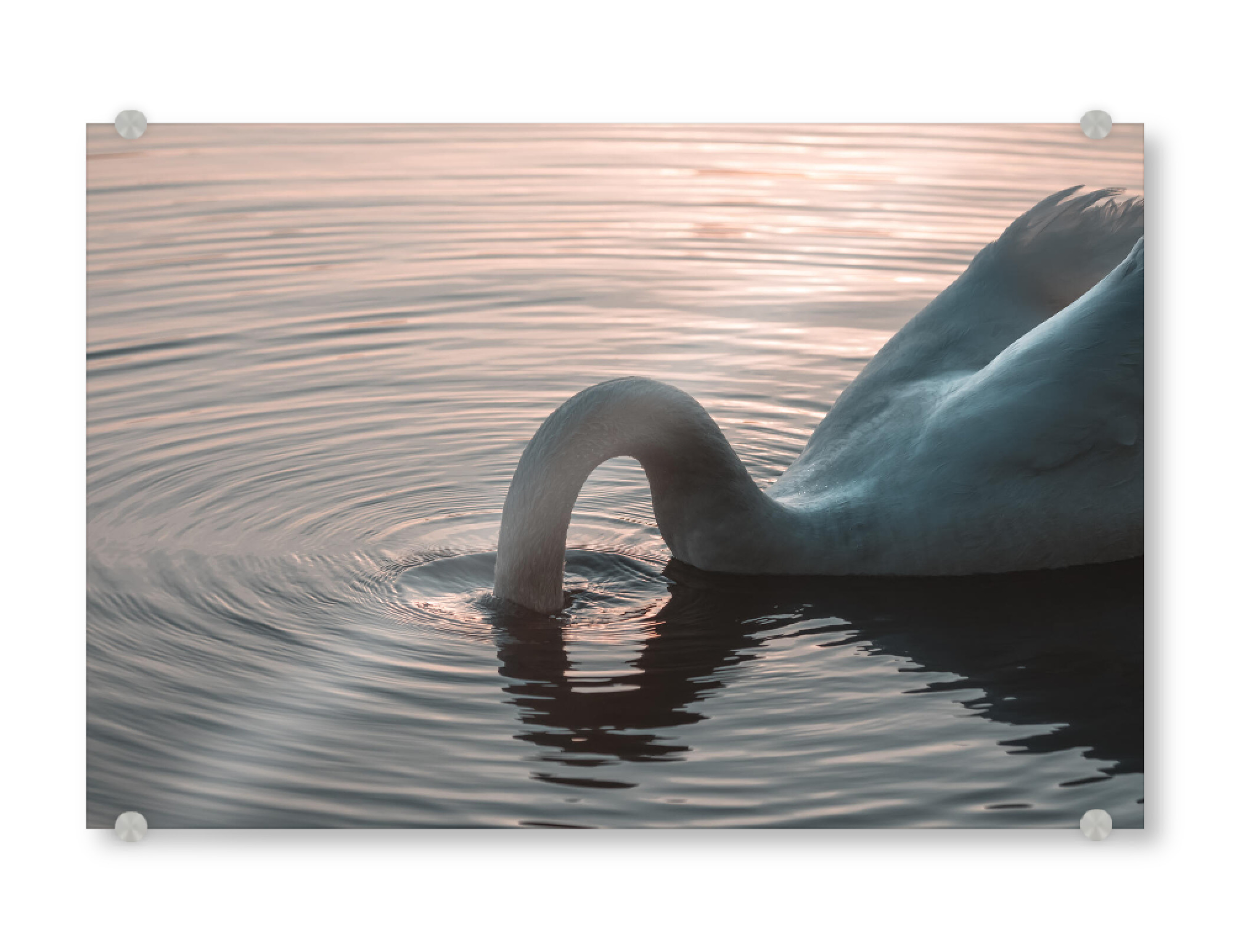 Acrylglasbild "I'm out" artboxONE - Natur,Tiere