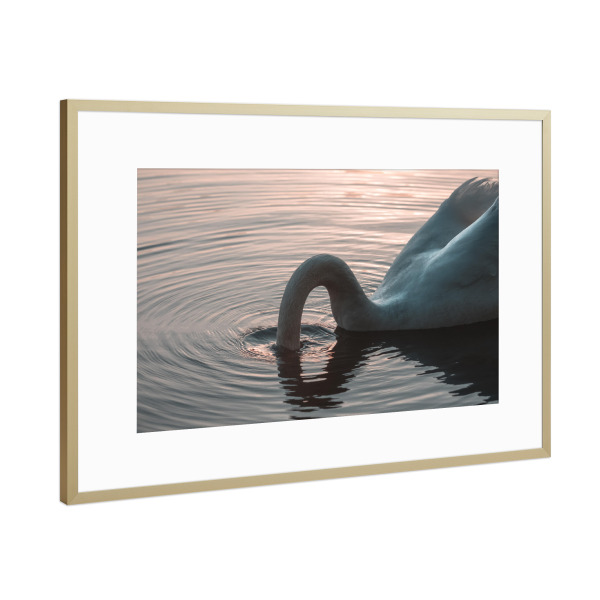Poster mit Rahmen Gold "I'm out" artboxONE - Natur,Tiere