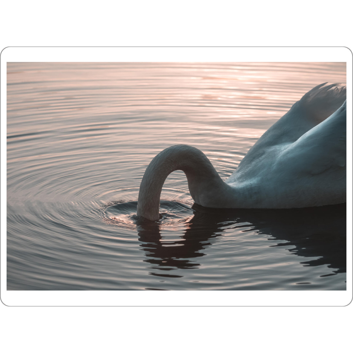 Tischset "I'm out" artboxONE - Natur,Tiere