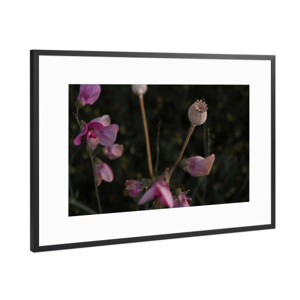Poster mit Rahmen Schwarz (Metallic) "Mohnkapsel" artboxONE - Natur,Floral