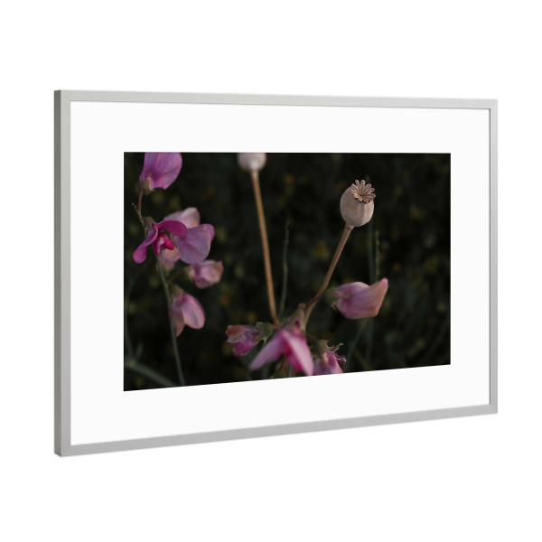 Poster mit Rahmen Silber "Mohnkapsel" artboxONE - Natur,Floral