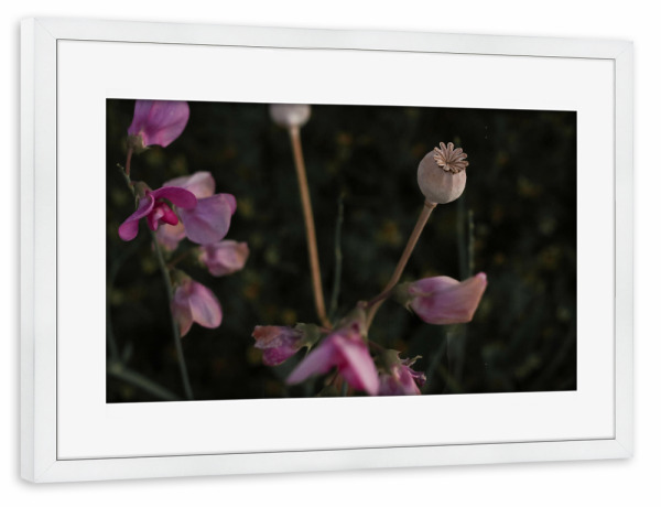 Poster mit Rahmen weiß "Mohnkapsel" artboxONE - Natur,Floral