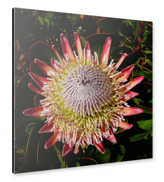 Alu-Dibond "King Protea (Flower)" 30x30 cm artboxONE