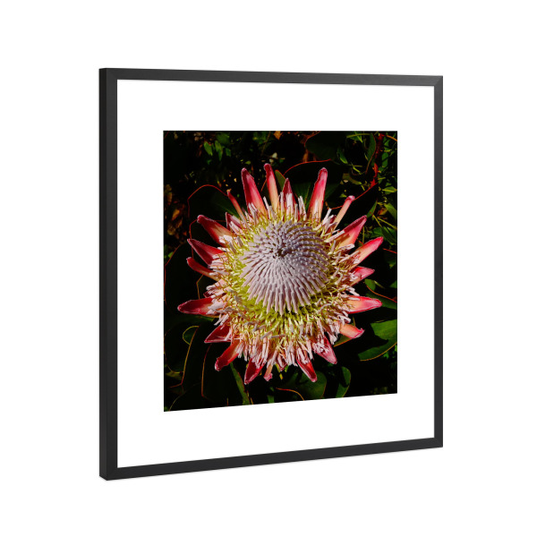 Poster mit Rahmen Schwarz (Metallic) "King Protea (Flower)" artboxONE - Natur,Floral,Reise / Afrika