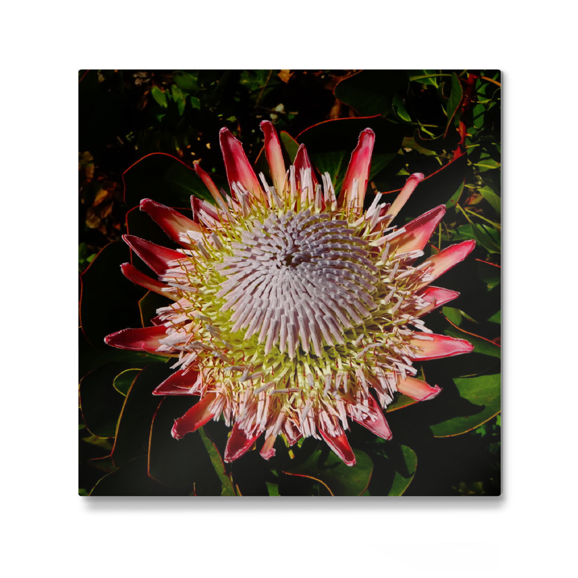 Galerie-Print "King Protea (Flower)" 30x30 cm artboxONE