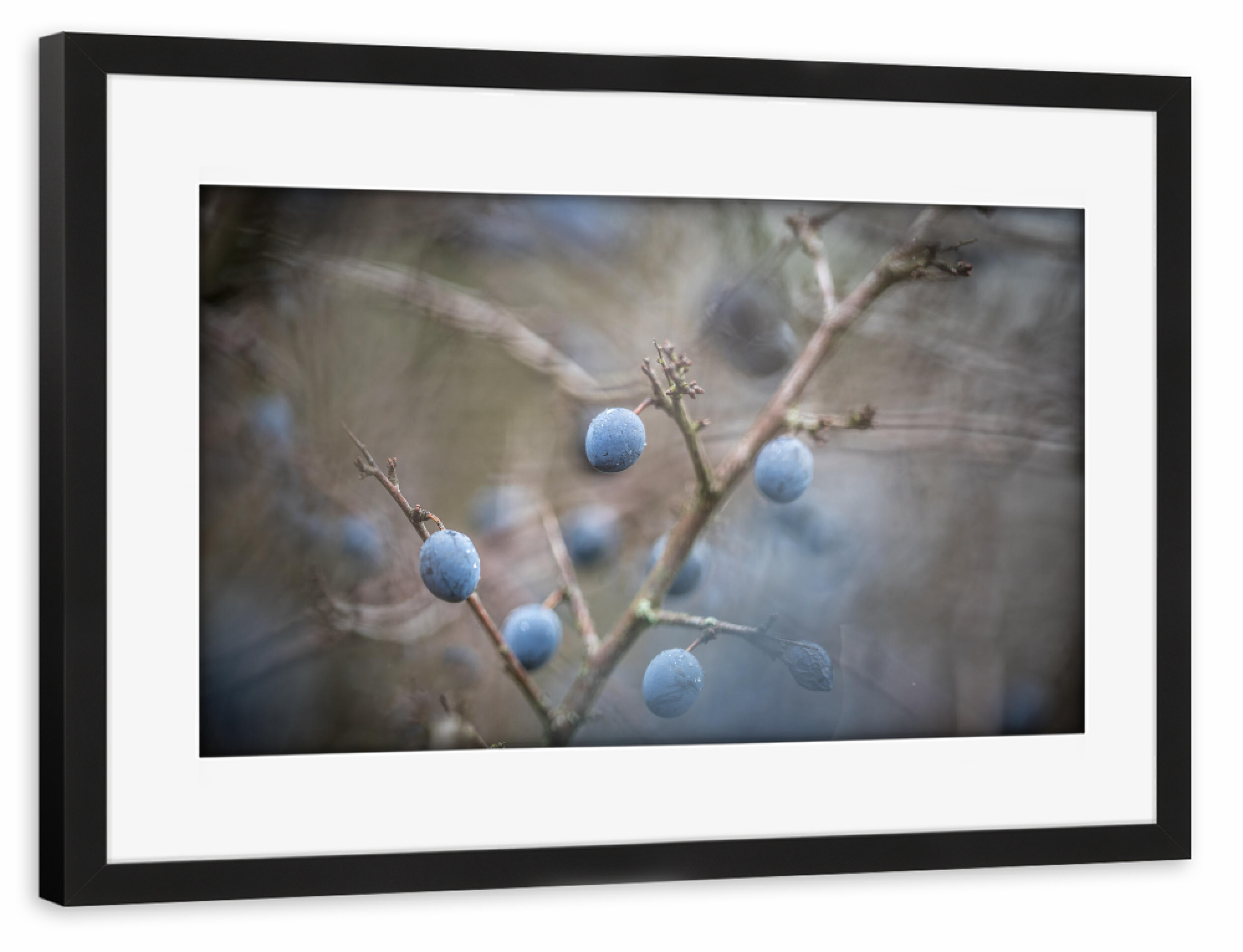 Poster mit Rahmen schwarz "Schlehe" artboxONE - Natur,Floral