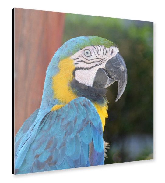 Alu-Dibond "The Blue Parrot" 30x30 cm artboxONE