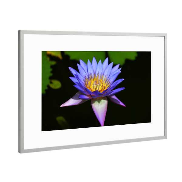 Poster mit Rahmen Silber "Lotos / Water lily" artboxONE - Floral - Lotos,Lotus,Blüte,Blume,Seerose,Wasserlilie,Garten,Flower,Floral,Botanical