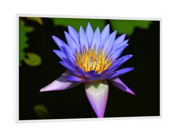 Poster mit weißem Rahmen "Lotos / Water lily" artboxONE - Floral - Lotos,Lotus,Blüte,Blume,Seerose,Wasserlilie,Garten,Flower,Floral,Botanical