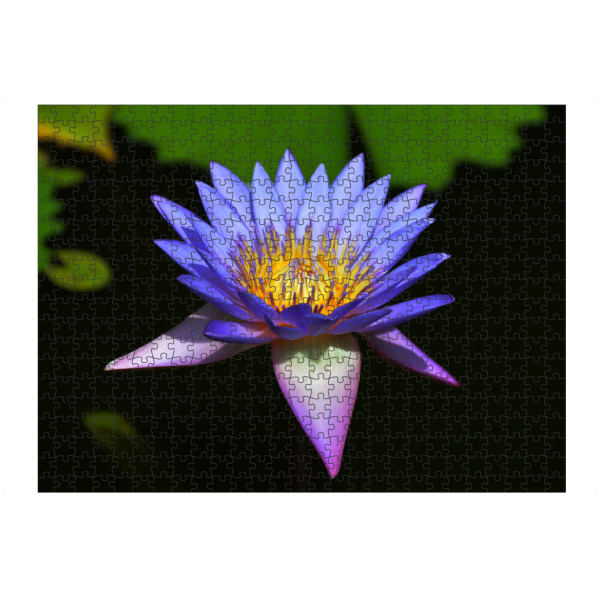Puzzle Ravensburger "Lotos / Water lily" artboxONE - Floral - Lotos,Lotus,Blüte,Blume,Seerose,Wasserlilie,Garten,Flower,Floral,Botanical