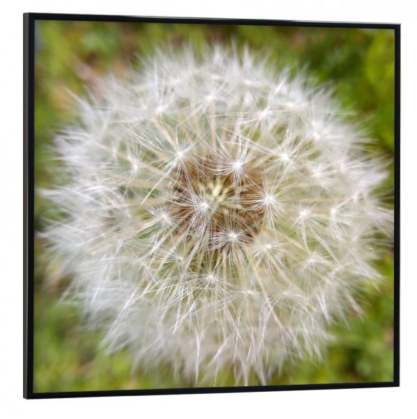 Poster mit schwarzem Rahmen 30x30 cm "Pusteblume Close-up" artboxONE - Natur,Floral