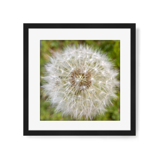 Pusteblume Close-up