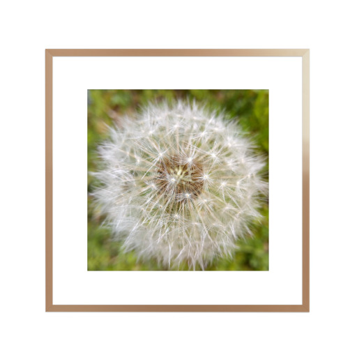 Pusteblume Close-up