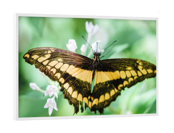 Poster mit weißem Rahmen "Emperor Swallowtail butterfly" artboxONE - Natur,Tiere