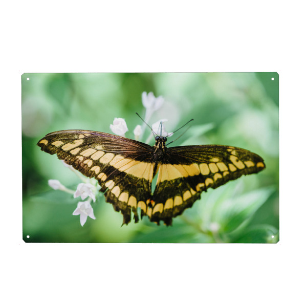 Holzbild "Emperor Swallowtail butterfly" artboxONE - Natur,Tiere