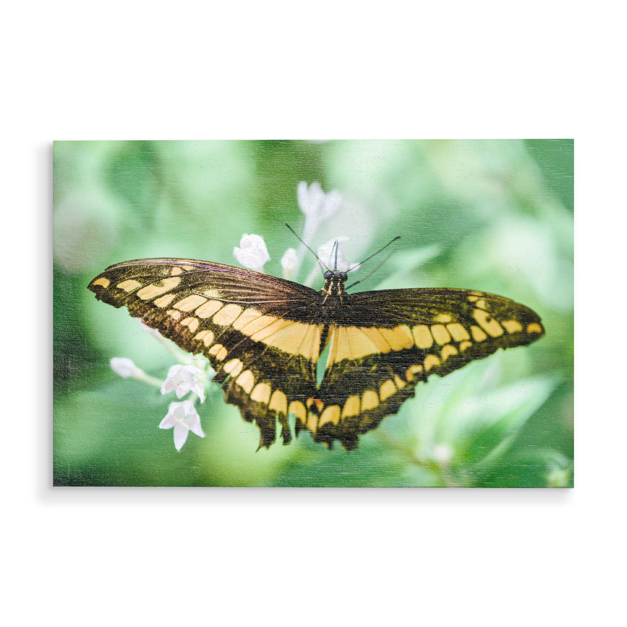 Holzbild "Emperor Swallowtail butterfly" artboxONE - Natur,Tiere