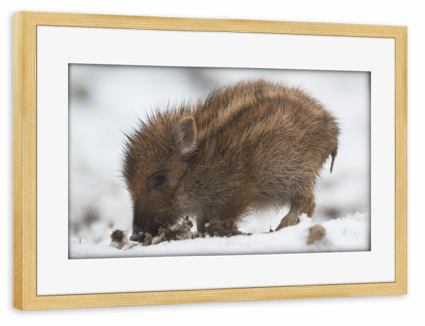 Poster mit Rahmen kiefer "Cute wild boar piglet in the snow" artboxONE - Natur,Tiere