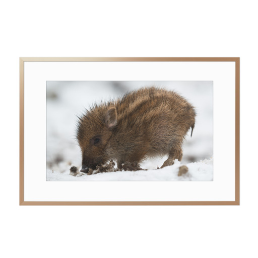 Cute wild boar piglet in the snow