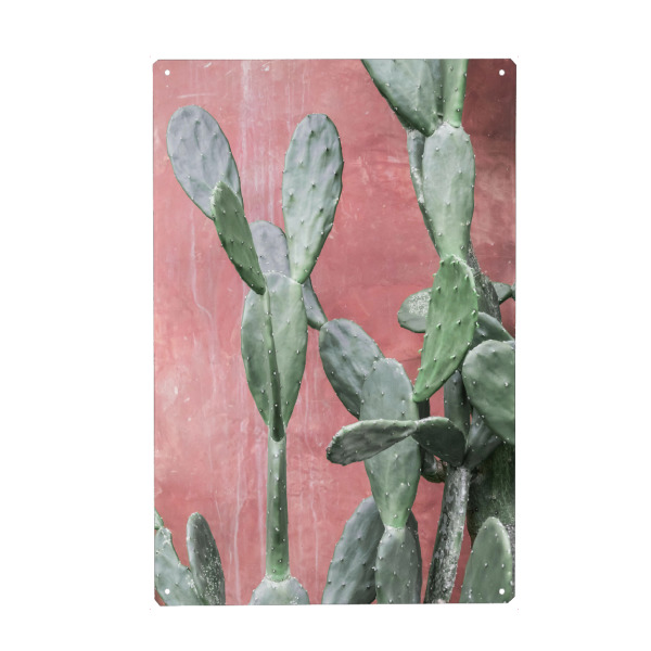 Metall Poster "Pink Wall Cactus" artboxONE - Natur,Floral
