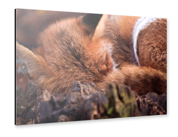 Alu-Dibond "Schlafender Fuchs" 30x20 cm artboxONE