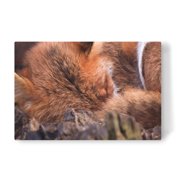 Leinwandbild "Schlafender Fuchs" artboxONE - Natur,Tiere
