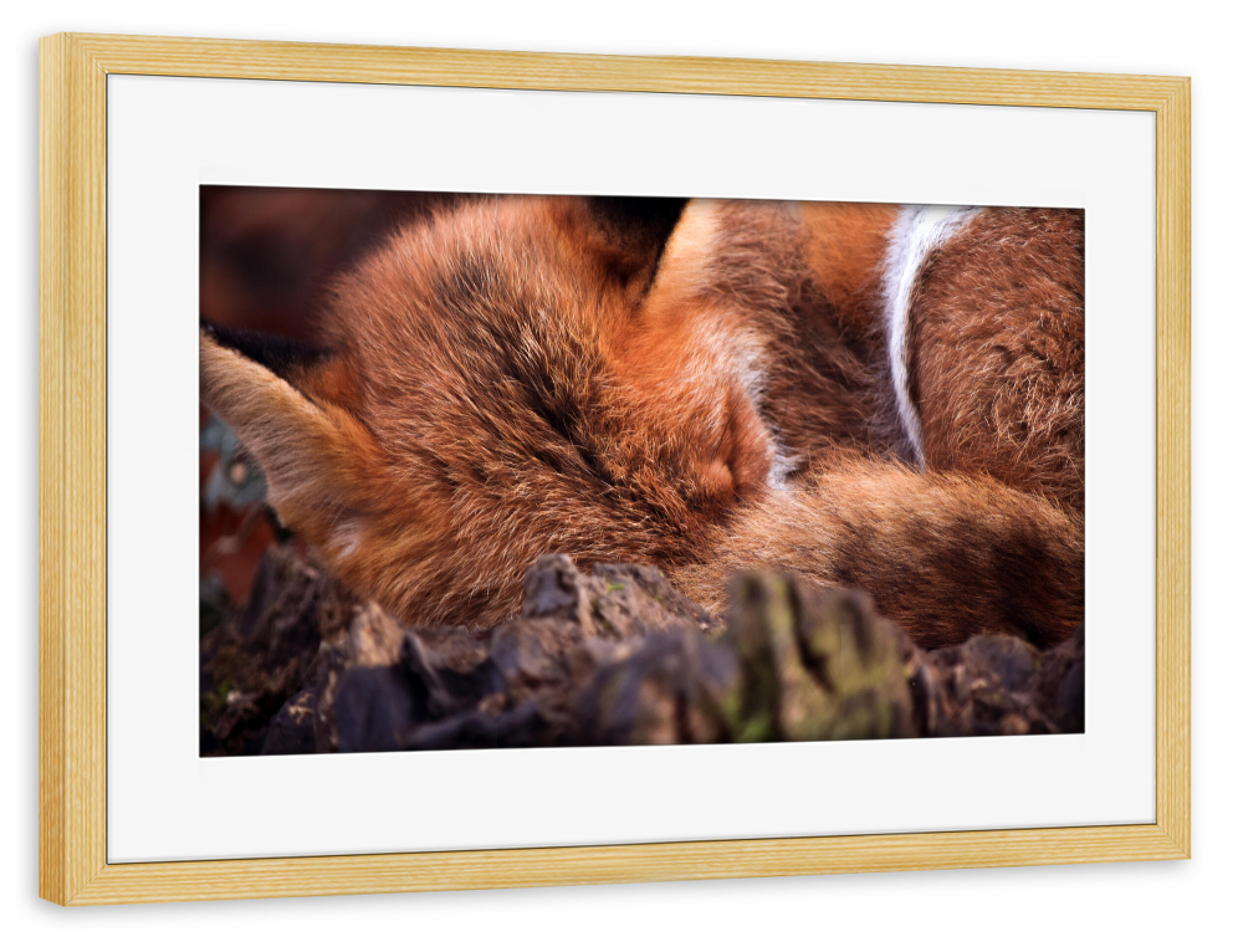 Poster mit Rahmen kiefer "Schlafender Fuchs" artboxONE - Natur,Tiere