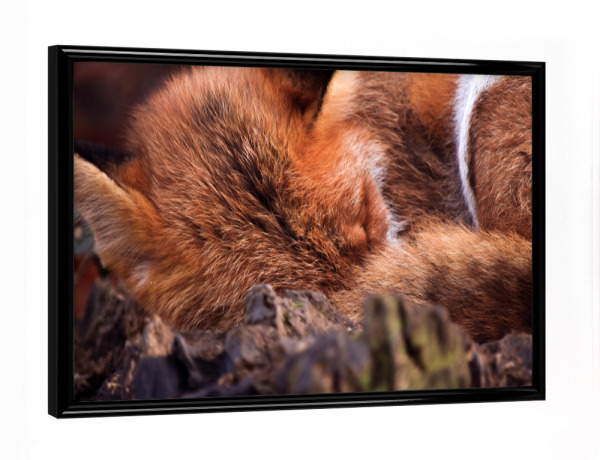 Poster mit schwarzem Rahmen "Schlafender Fuchs" artboxONE - Natur,Tiere