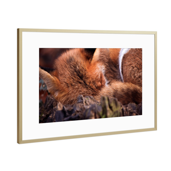 Poster mit Rahmen Gold "Schlafender Fuchs" artboxONE - Natur,Tiere