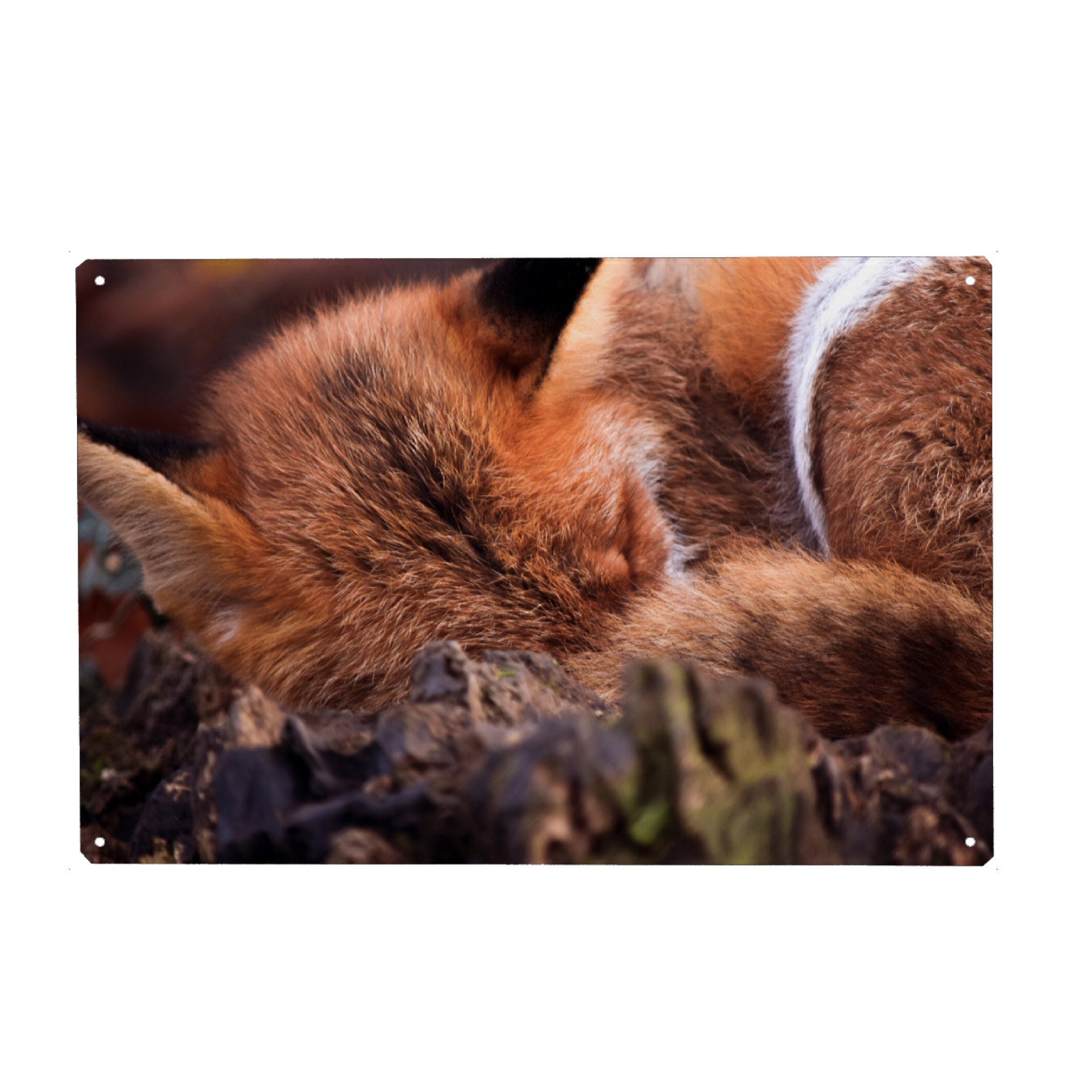 Metall Poster "Schlafender Fuchs" artboxONE - Natur,Tiere