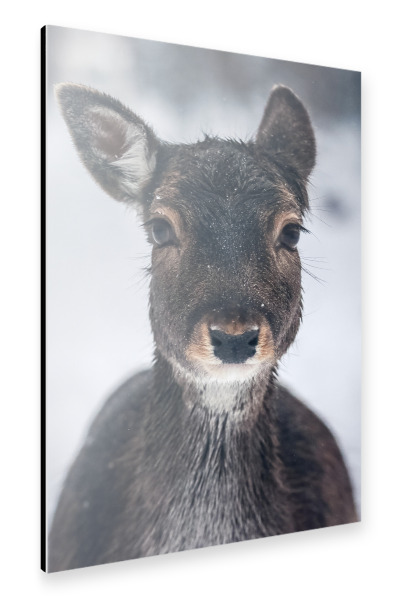 Alu-Dibond "Rehkitz im Schnee" 30x20 cm artboxONE