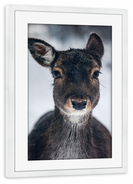 Poster mit Rahmen weiß "Rehkitz im Schnee" artboxONE - Natur,Tiere