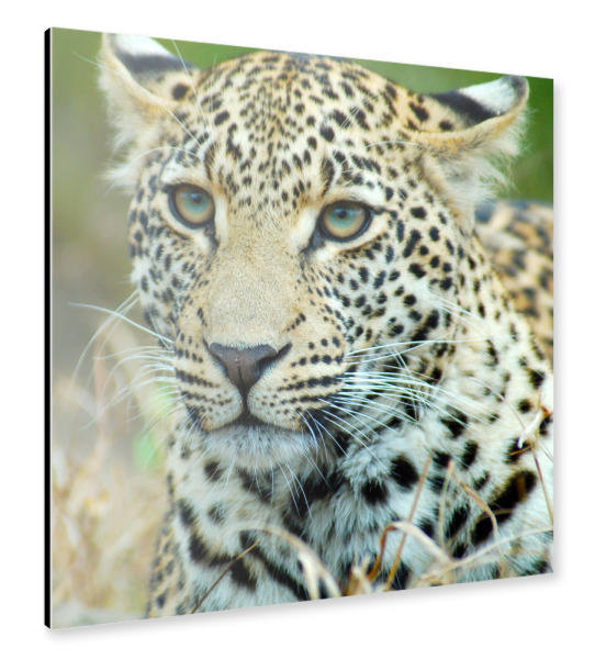Alu-Dibond "Young Leopard" 30x30 cm artboxONE