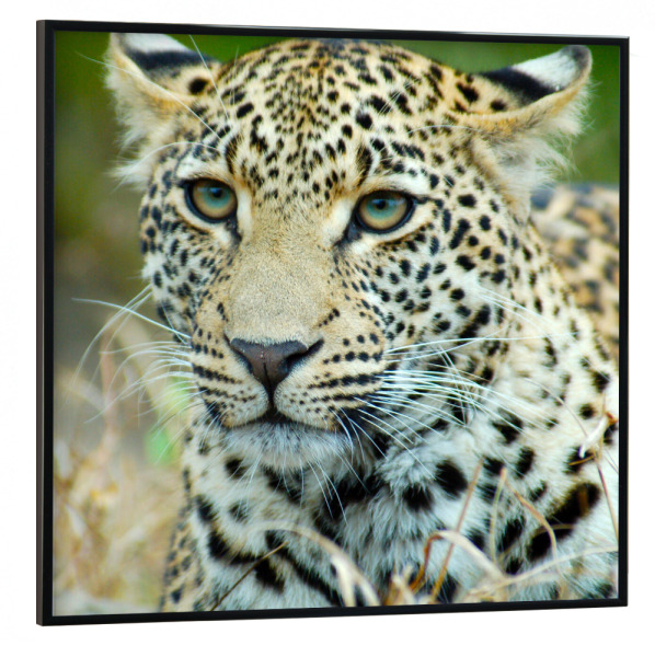 Poster mit schwarzem Rahmen 30x30 cm "Young Leopard" artboxONE - Reise,Tiere,Reise / Afrika,Reise / Länder