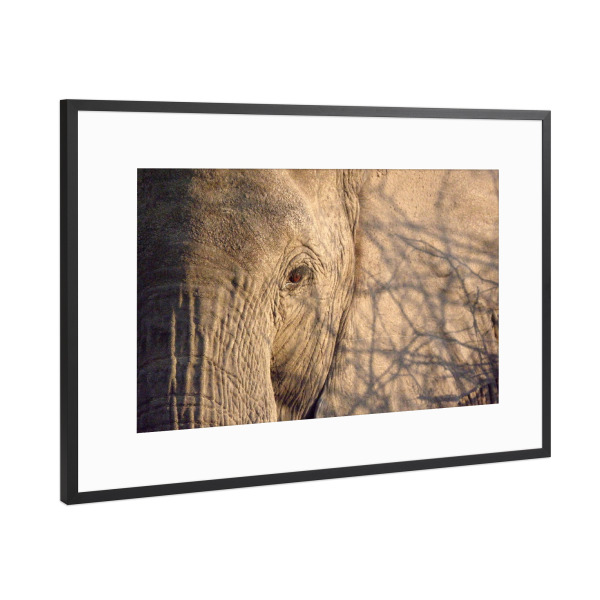 Poster mit Rahmen Schwarz (Metallic) "African Elephant Close-Up" artboxONE - Tiere