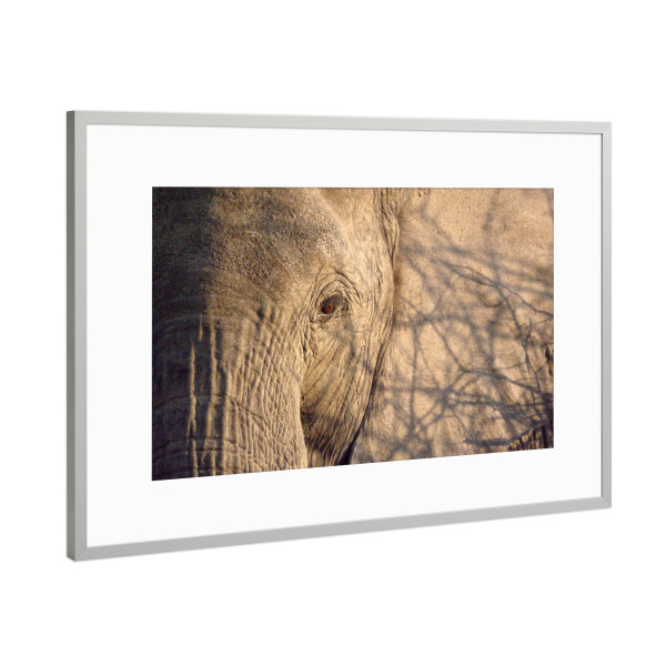 Poster mit Rahmen Silber "African Elephant Close-Up" artboxONE - Tiere