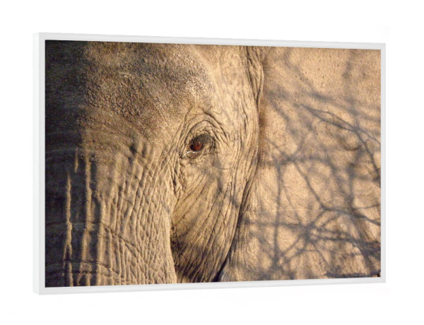 Poster mit weißem Rahmen "African Elephant Close-Up" artboxONE - Tiere