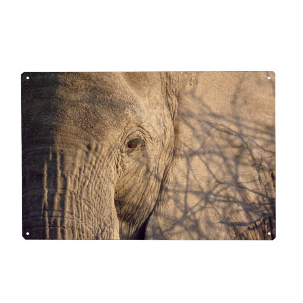 Holzbild "African Elephant Close-Up" artboxONE - Tiere