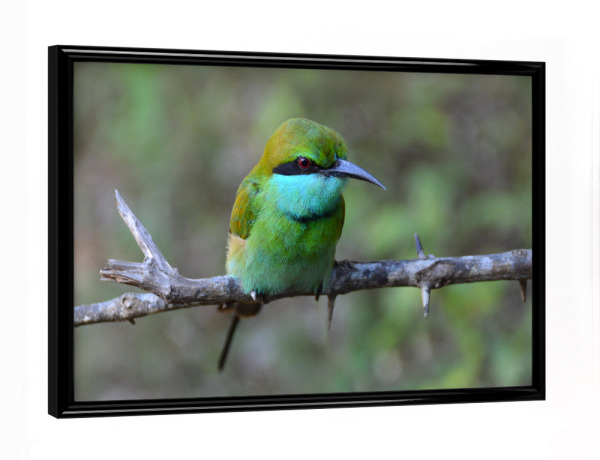 Poster mit schwarzem Rahmen "Masked Bee Eater" artboxONE - Natur,Tiere