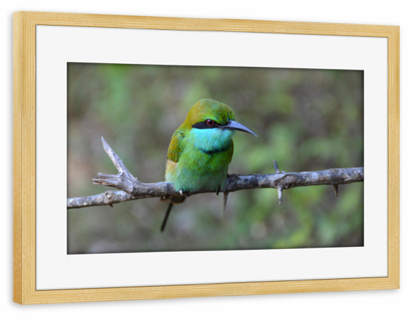 Poster mit Rahmen kiefer "Masked Bee Eater" artboxONE - Natur,Tiere
