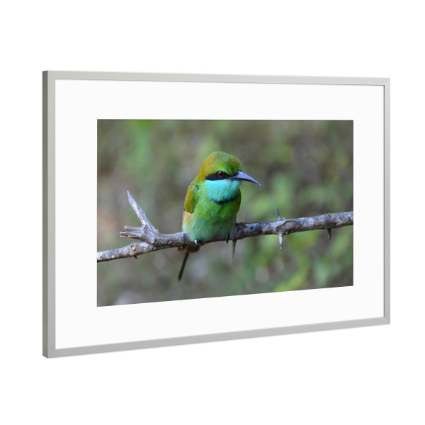 Poster mit Rahmen Silber "Masked Bee Eater" artboxONE - Natur,Tiere