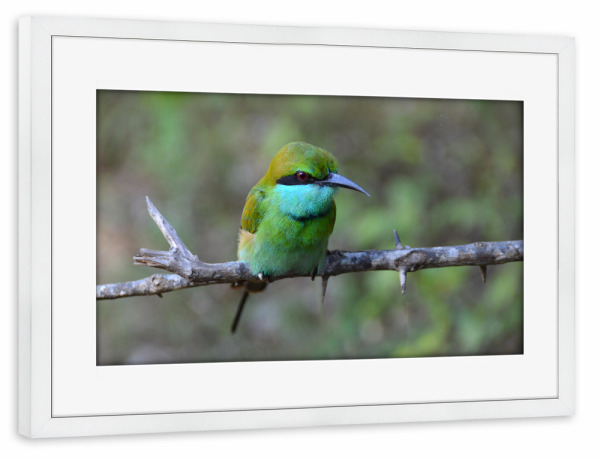 Poster mit Rahmen weiß "Masked Bee Eater" artboxONE - Natur,Tiere
