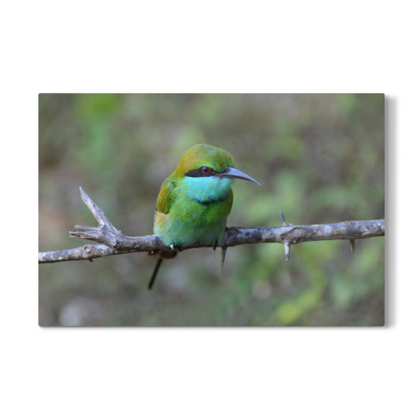 Galerie-Print "Masked Bee Eater" 30x20 cm artboxONE
