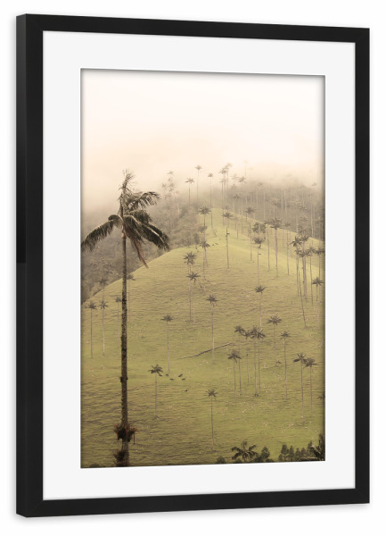 Poster mit Rahmen schwarz "Tallest Palmtrees on Earth" artboxONE - Natur,Reise,Reise / Länder