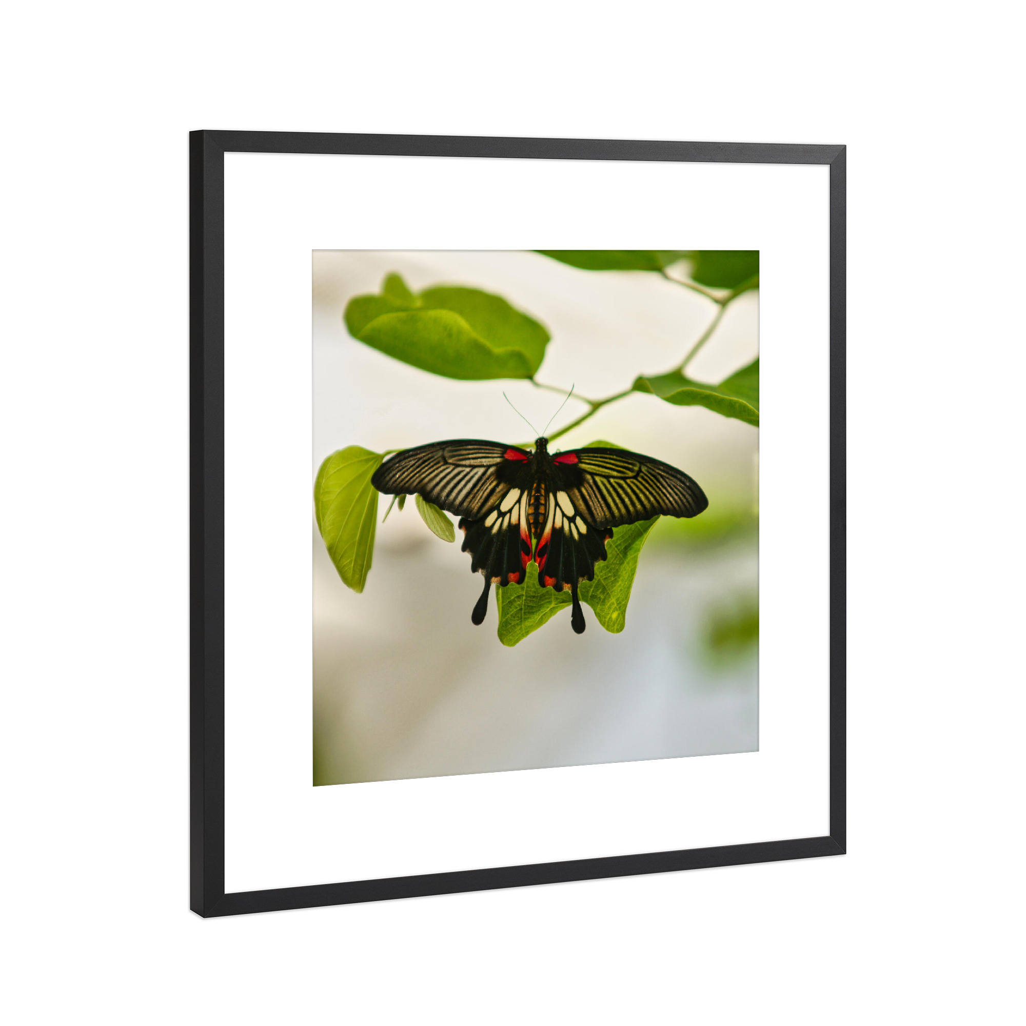 Poster mit Rahmen Schwarz (Metallic) "Schmetterling - Papilio helenus" artboxONE - Natur,Tiere