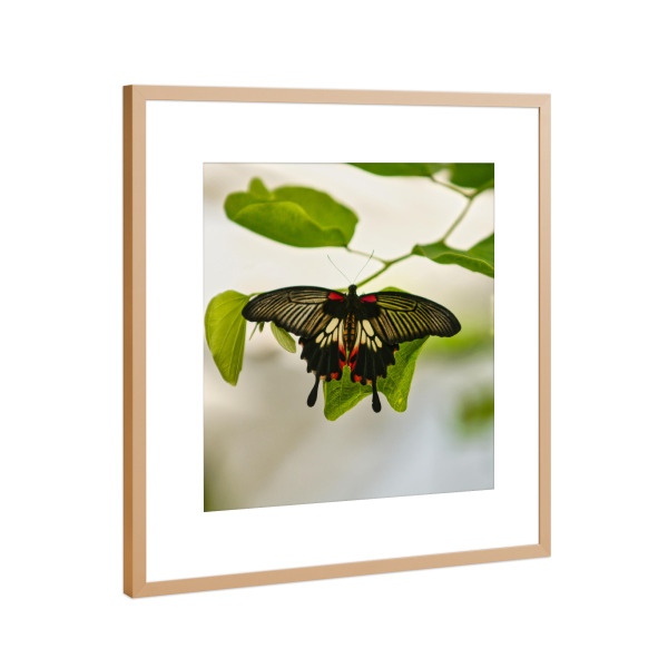 Poster mit Rahmen Kupfer "Schmetterling - Papilio helenus" artboxONE - Natur,Tiere