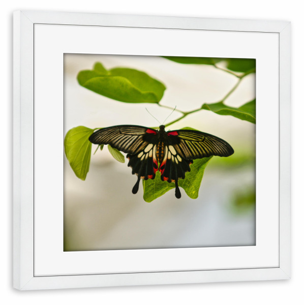 Poster mit Rahmen weiß "Schmetterling - Papilio helenus" artboxONE - Natur,Tiere