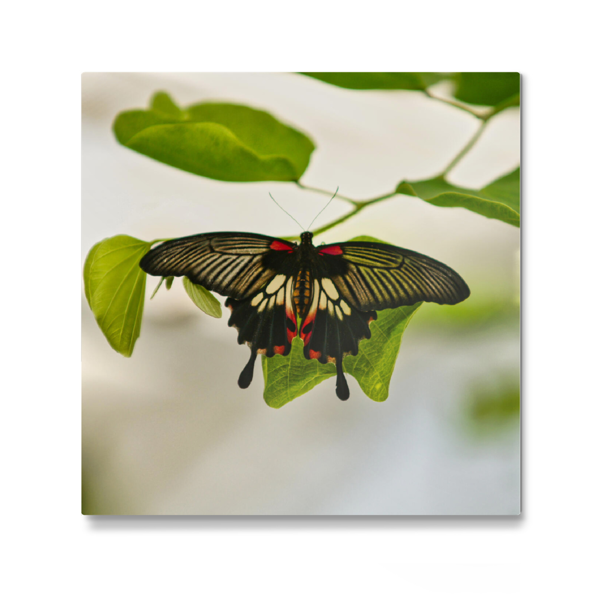 Galerie-Print "Schmetterling - Papilio helenus" 30x30 cm artboxONE