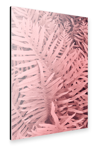 Alu-Dibond "Pink Ferns" 30x20 cm artboxONE
